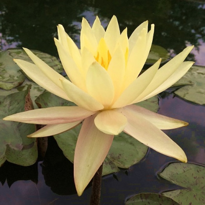 Нимфея Пинвейр (Pin Varee) желтая, крупный сорт